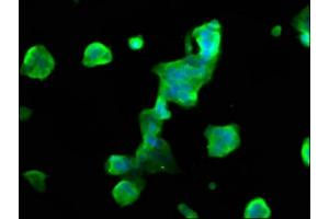 Immunofluorescence staining of 293 cells with ABIN7160453 at 1:66, counter-stained with DAPI. (MOBP antibody  (AA 1-81))