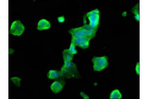 Immunofluorescence staining of 293 cells with ABIN7160453 at 1:66, counter-stained with DAPI. (MOBP antibody  (AA 1-81))