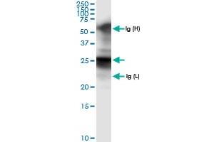 Immunoprecipitation of GSTA1 transfected lysate using anti-GSTA1 MaxPab rabbit polyclonal antibody and Protein A Magnetic Bead , and immunoblotted with GSTA1 MaxPab rabbit polyclonal antibody (D01) . (GSTA1 antibody  (AA 1-222))
