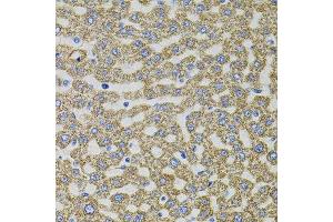 Immunohistochemistry of paraffin-embedded rat liver using EPO antibody. (EPO antibody)