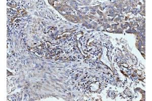 IHC analysis of CD93 using anti-CD93 antibody (ABIN7602865). (CD93 antibody  (C-Term))