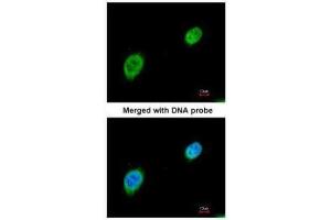ICC/IF Image Immunofluorescence analysis of paraformaldehyde-fixed HeLa, using MEF2A, antibody at 1:200 dilution. (MEF2A antibody  (N-Term))