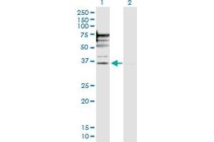 Western Blot analysis of PSMD6 expression in transfected 293T cell line by PSMD6 MaxPab polyclonal antibody. (PSMD6 antibody  (AA 1-389))