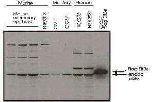 Western blot using Eif3e polyclonal antibody  shows detection of endogenous Eif3e in whole cell extracts from murine (HC-11 and NIH/3T3), monkey (CV-1 and COS-1), and human (HEK293T) cell lines as well as over-expressed Eif3e (control transfected flag-tagged Eif3e).