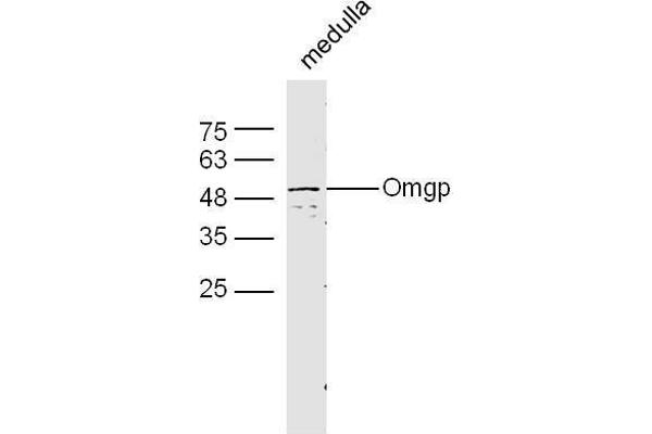 OMG antibody  (AA 166-280)