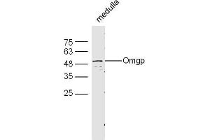 Mouse brain lysates probed with Rabbit Anti-Omgp Polyclonal Antibody, Unconjugated  at 1:500 for 90 min at 37˚C.