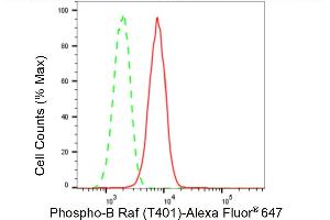 Flow cytometric analysis of Phospho-B Raf (T401) expression in H9c2 cells using Phospho-B Raf (T401) antibody (ABIN7797724), 1:2,000). (Recombinant BRAF antibody  (pThr401))