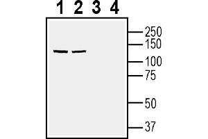 Western blot analysis of rat brain lysates (lanes 1 and 3) and mouse brain lysate (lanes 2 and 4):1-2.