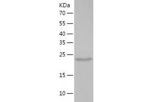 Western Blotting (WB) image for Potassium Channel Tetramerisation Domain Containing 5 (KCTD5) (AA 1-234) protein (His tag) (ABIN7124531) (KCTD5 Protein (AA 1-234) (His tag))