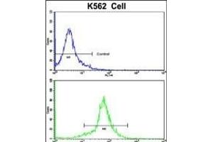 Flow cytometric analysis of K562 cells using PCM-1 Antibody (C-term)(bottom histogram) compared to a negative control cell (top histogram). (PCM1 antibody  (C-Term))