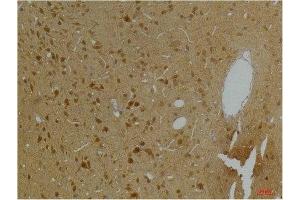 Immunohistochemical analysis of paraffin-embedded Rat BrainTissue using Kv10. (KCNH5 antibody)