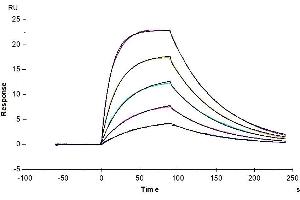 Surface Plasmon Resonance (SPR) image for Interleukin 2 Receptor, beta (IL2RB) (AA 27-239) protein (His-Avi Tag,Biotin) (ABIN7274077)