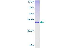 UBL4A Protein (AA 1-157) (GST tag)