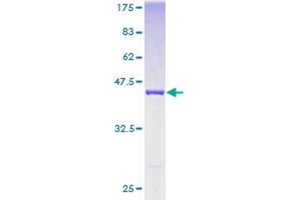 UBL4A Protein (AA 1-157) (GST tag)