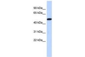Image no. 1 for anti-Tripartite Motif Family-Like 2 (TRIML2) (C-Term) antibody (ABIN6741366) (TRIML2 antibody  (C-Term))