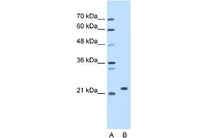 SDF2 antibody used at 1. (SDF2 antibody  (N-Term))