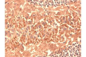 Immunohistochemistry analysis using Mouse Anti-HCN4 Monoclonal Antibody, Clone S114-10 . (HCN4 antibody  (AA 1019-1198) (PerCP))