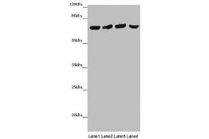 Western blot All lanes: FRMD5 antibody at 16 μg/mL Lane 1: Mouse kidney tissue Lane 2: Mouse heart tissue Lane 3: Mouse skeletal muscle tissue Lane 4: Mouse lung tissue Secondary Goat polyclonal to rabbit IgG at 1/10000 dilution Predicted band size: 66, 64 kDa Observed band size: 65 kDa (FRMD5 antibody  (AA 295-504))