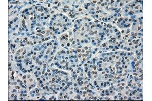 Immunohistochemistry (IHC) image for anti-Transmembrane Protein 100 (TMEM100) antibody (ABIN1501422) (TMEM100 antibody)