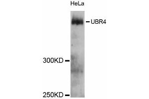 Western blot analysis of extracts of HeLa cells, using UBR4 antibody (ABIN5999138) at 1:3000 dilution. (UBR4 antibody)