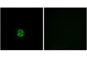 Immunofluorescence (IF) image for anti-Carbohydrate (N-Acetylglucosamine 6-O) Sulfotransferase 6 (CHST6) (AA 331-380) antibody (ABIN2890183) (CHST6 antibody  (AA 331-380))