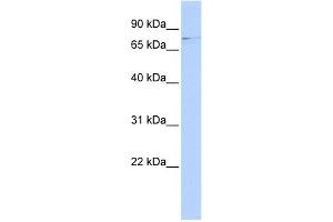 WB Suggested Anti-RRN3 Antibody Titration:  0.