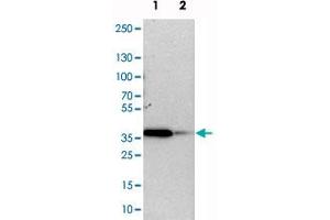 Western blot analysis of cell lysates with TOR1B polyclonal antibody .