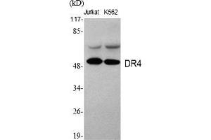 Western Blot analysis of various cells using DR4 Polyclonal Antibody. (DR4 antibody  (AA 370-450))