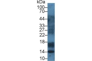 Western Blot; Sample: Porcine Lymph node lysate; Primary Ab: 1µg/ml Rabbit Anti-Bovine S100A12 Antibody Second Ab: 0. (S100A12 antibody  (AA 2-92))