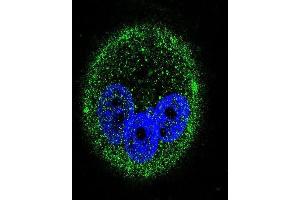 ICC analysis of MCF-7 cell stained with MAPK15 (168CT10. (MAPK15 antibody)