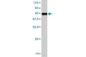 Western Blot detection against Immunogen (61. (MSI2 antibody  (AA 1-328))