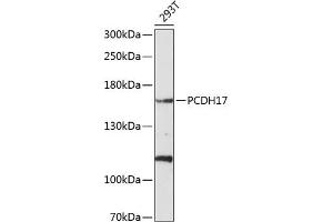 Western blot analysis of extracts of 293T cells, using PCDH17 antibody (ABIN6128583, ABIN6145291, ABIN6145292 and ABIN6214796) at 1:1000 dilution. (PCDH17 antibody  (AA 610-710))