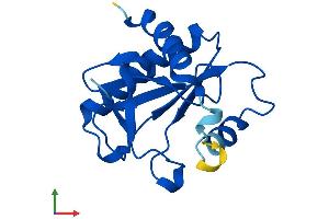 AlphaFold protein structure predicition of Mouse Recombinant Fhit Protein, UniprotID O89106 (FHIT Protein (AA 1-150) (His tag))