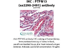 Image no. 2 for anti-Protein tyrosine Phosphatase, Non-Receptor Type 13 (APO-1/CD95 (Fas)-Associated Phosphatase) (PTPN13) (AA 2290-2491) antibody (ABIN2852377) (PTPN13 antibody  (AA 2290-2491))