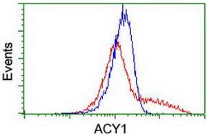 HEK293T cells transfected with either RC201284 overexpress plasmid (Red) or empty vector control plasmid (Blue) were immunostained by anti-ACY1 antibody (ABIN2454817), and then analyzed by flow cytometry. (Aminoacylase 1 antibody)