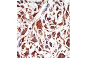Image no. 2 for anti-BMI1 Polycomb Ring Finger Oncogene (BMI1) (C-Term) antibody (ABIN357748) (BMI1 antibody  (C-Term))