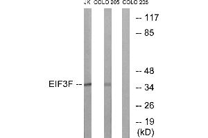 Immunohistochemistry analysis of paraffin-embedded human brain tissue using EIF3F antibody. (EIF3F antibody  (Internal Region))
