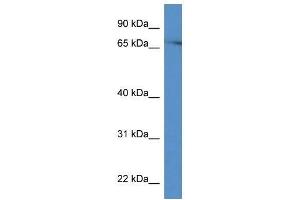 Western Blot showing Prkch antibody used at a concentration of 1.