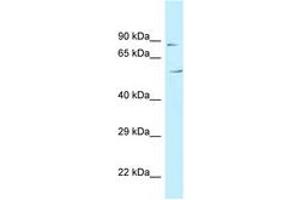 C3orf15 抗体  (AA 81-130)