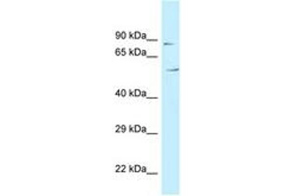 C3orf15 antibody  (AA 81-130)