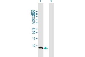 Western Blot analysis of UBE2Q1 expression in transfected 293T cell line by UBE2Q1 MaxPab polyclonal antibody. (UBE2Q1 antibody  (AA 1-71))
