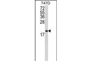 Western blot analysis of FAS Antibody (Center) (ABIN652469 and ABIN2842320) in T47D cell line lysates (35 μg/lane). (FAS antibody  (AA 185-211))