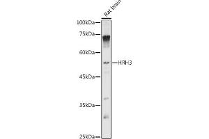 Western blot analysis of extracts of Rat brain, using HRH3 antibody (ABIN7267662) at 1:1000 dilution. (HRH3 antibody  (AA 250-350))