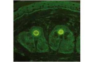 Immunofluorescence: AP23436PU Collagen VII antibody staining of Murine Skin Cryosection.