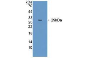 Western blot analysis of recombinant Human MFN1. (MFN1 antibody  (AA 1-227))