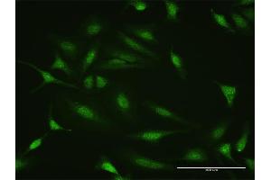 Immunofluorescence of purified MaxPab antibody to PTTG2 on HeLa cell. (PTTG2 antibody  (AA 1-191))