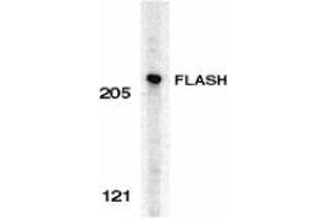 Western blot analysis of FLASH in HeLa whole cell lysate with AP30339PU-N FLASH antibody at 0. (FLASH antibody  (C-Term))