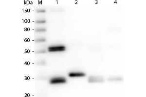 Western Blot of Anti-Rat IgG (H&L) (RABBIT) Antibody. (Rabbit anti-Rat IgG Antibody (DyLight 549) - Preadsorbed)