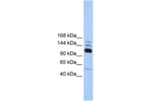 Western Blotting (WB) image for anti-Polymerase (RNA) III (DNA Directed) Polypeptide B (POLR3B) antibody (ABIN2463219) (POLR3B antibody)