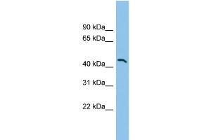 WB Suggested Anti-SEPT9 Antibody Titration: 0. (Septin 9 antibody  (Middle Region))